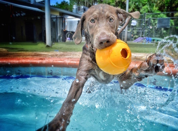 Pet Paradise - Plano, TX