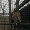 Adirondack Wildlife Refuge gallery