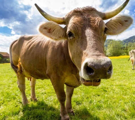 Stockfeeds R Us Australia Pty Ltd - Hindmarsh Valley, SA