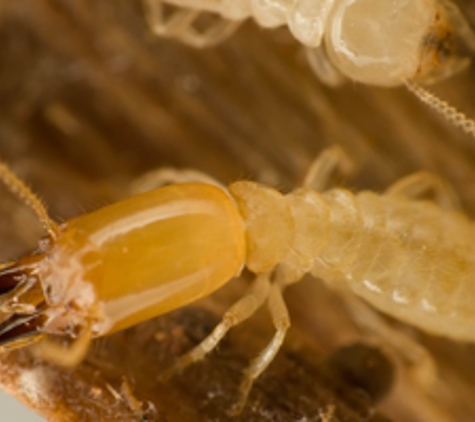 Reynolds Termite Control Inc. - San Clemente, CA