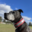 Synergy Cane9 - Dog Training