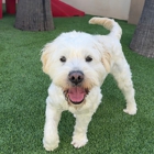 The Dog Stop - Tustin