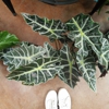 My Garden Nursery gallery