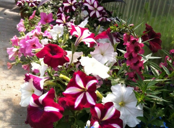 Bohl Greenhouses - Green Brook, NJ