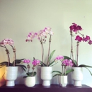 Cymbidium Floral - Flowers, Plants & Trees-Silk, Dried, Etc.-Retail