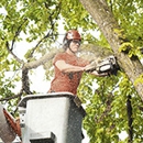 Zarco's Professional Tree Service