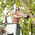 Zarco's Professional Tree Service