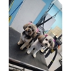 A Beauty In The Beast Mobile Dog Grooming gallery