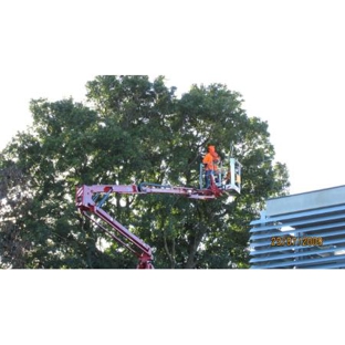 Professional Tree Care Services - Kew, VIC. Tree pruning via cherry pick