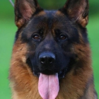 Wolfgang Expert Dog Training