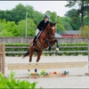 Coyote Creek Sporthorses gallery