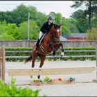 Coyote Creek Sporthorses