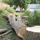 capitol land tree service - Tree Service