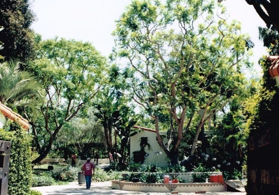 Kostos Tree Service - Lemon Grove, CA