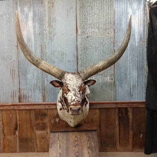 Callaghan Road Animal Hospital - San Antonio, TX. https://www.globaltaxidermymounts.com/product/ankole-watusi-longhorn-taxidermy-shoulder-mount-for-sale/