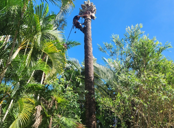 LTM Trees