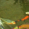 Crosstimber Koi of Edmond, LLC gallery