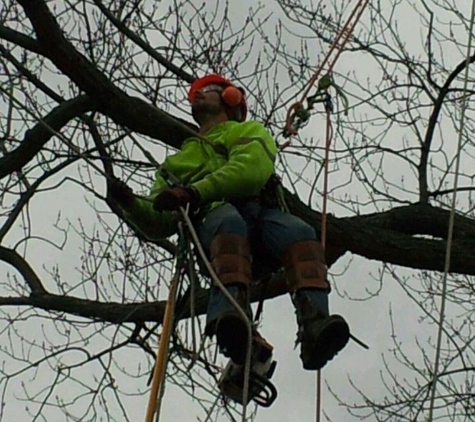 Bayer Tree Service - Swanton, OH