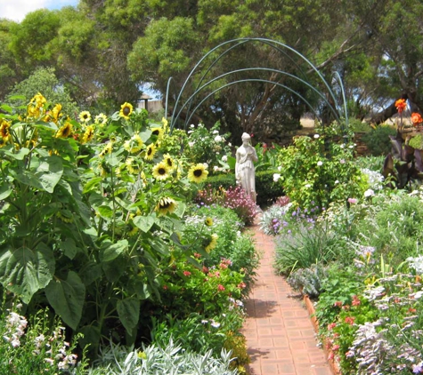 West Coast Funerals - Coomunga, SA. Sunflowers resplendent along the main cottage garden path.