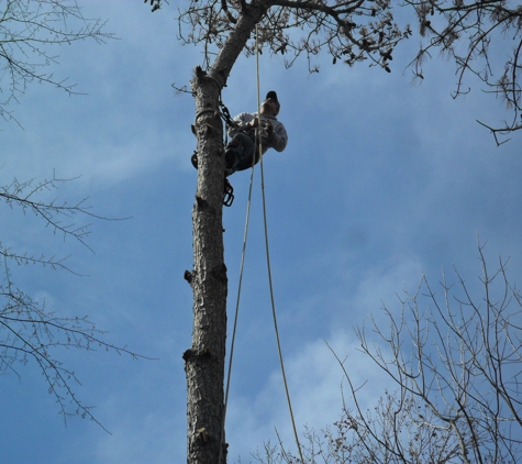 Aldine Tree Services Houston Stump Grinding - Houston, TX. Delfino Sanchez owner of Aldine tree Services.  Providing great Harris County service and views since 2001.