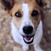 Veterinary Dentistry & Oral Surgery of Rhode Island gallery