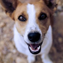 Veterinary Dentistry & Oral Surgery of Rhode Island - Dentists
