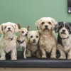 CityVet | West 7th gallery
