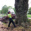 All Season Tree Service gallery