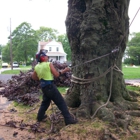 All Season Tree Service