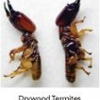 Total Control Termite & Pest Professionals gallery