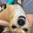 Liberty Hill Animal Hospital - Pet Services