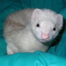 Texas Ferret Lovers Rescue - Animal Shelters
