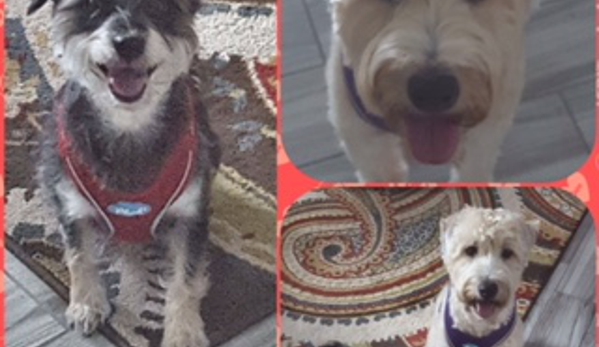 Pet Concierge Tampa Bay Dog Walking & Pet Sitting - Seminole, FL. Bentley & Roxy