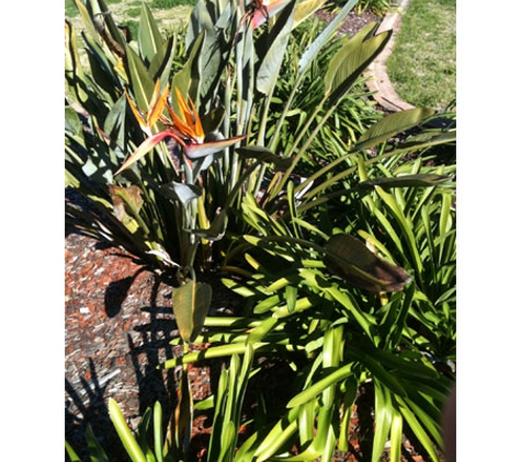Robert's Home & Garden Maintenance - Wyreema, QLD