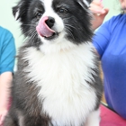 Silo Spaw Dog Grooming