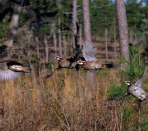 Red Fern Plantation Hunting Preserve