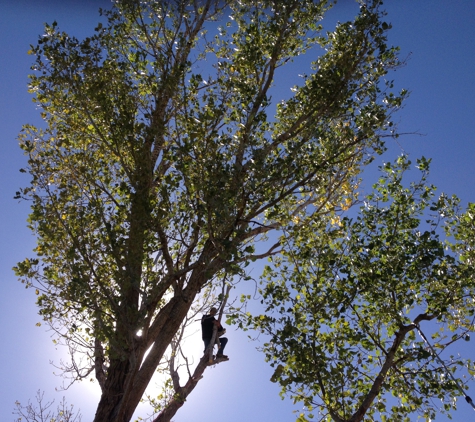 Unique Tree Trimming