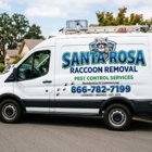Santa Rosa Raccoon Removal