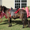 Sunny Brooke Farm and Pony Ranch - Pony Rides