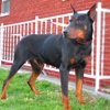 DOBERMAN PINSCHER PUPPIES GALORE! gallery