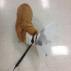 Banfield the Pet Hospital gallery