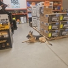 K9 Obedience Academy gallery