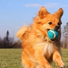 Kris' K9 Klean Up gallery