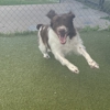 Your Dog's Best Days gallery