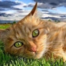 Furever Friends Petgrooming/Petsitting - Pet Services