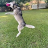 Happy at Home Pet Sitting gallery