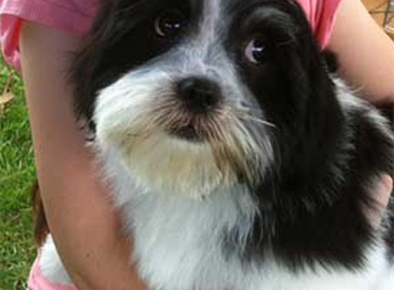 Gentle Touch Pet Grooming - Toowoomba City, QLD