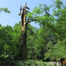 Brandon Tree Care - Tree Service