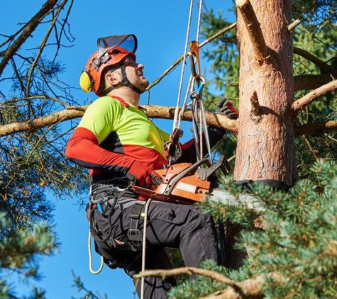 Tennett Tree Services Inc - Windham, CT