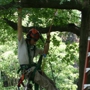 Musser's Tree Service